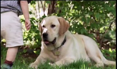 CUTE Little Boy & his dog HIGH QUALITY