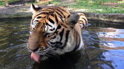 In Loving Memory Of Teisha Tiger