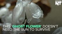 This 'Ghost Flower' Doesn't Need The Sun To Survive