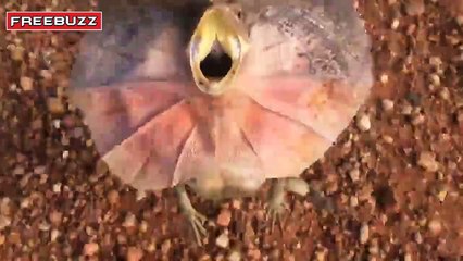 Il se fait attaquer par un lézard à collerette