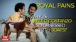 Why Is Royal Pains' Paulo Costanzo Obsessed with Goats