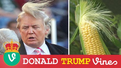 Donald Trump Funny Vines Compilation - Best Vines 2016