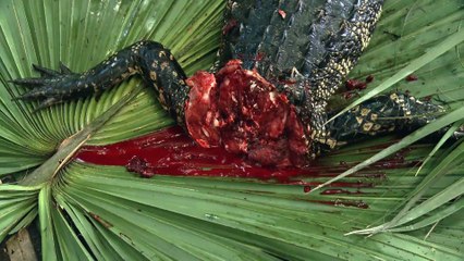 OVERALL SHOW_NAA 129_RYAN KILLS AND SMOKES AN ALLIGATOR