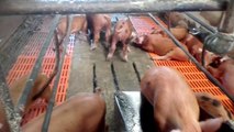 Agriculture | Teuk Chha Farm | Farm pigs in Teuk Chha | កសិដ្ឋានទឹកឆា