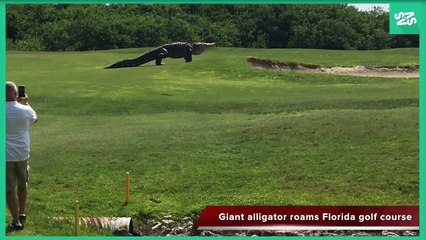GIANT ALLIGATOR ROAMS GOLF COURSE IN PALMETTO, Florida MUST SEE