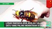 Lebah raksasa Asia adalah serangga paling mematikan di dunia - Tomonews