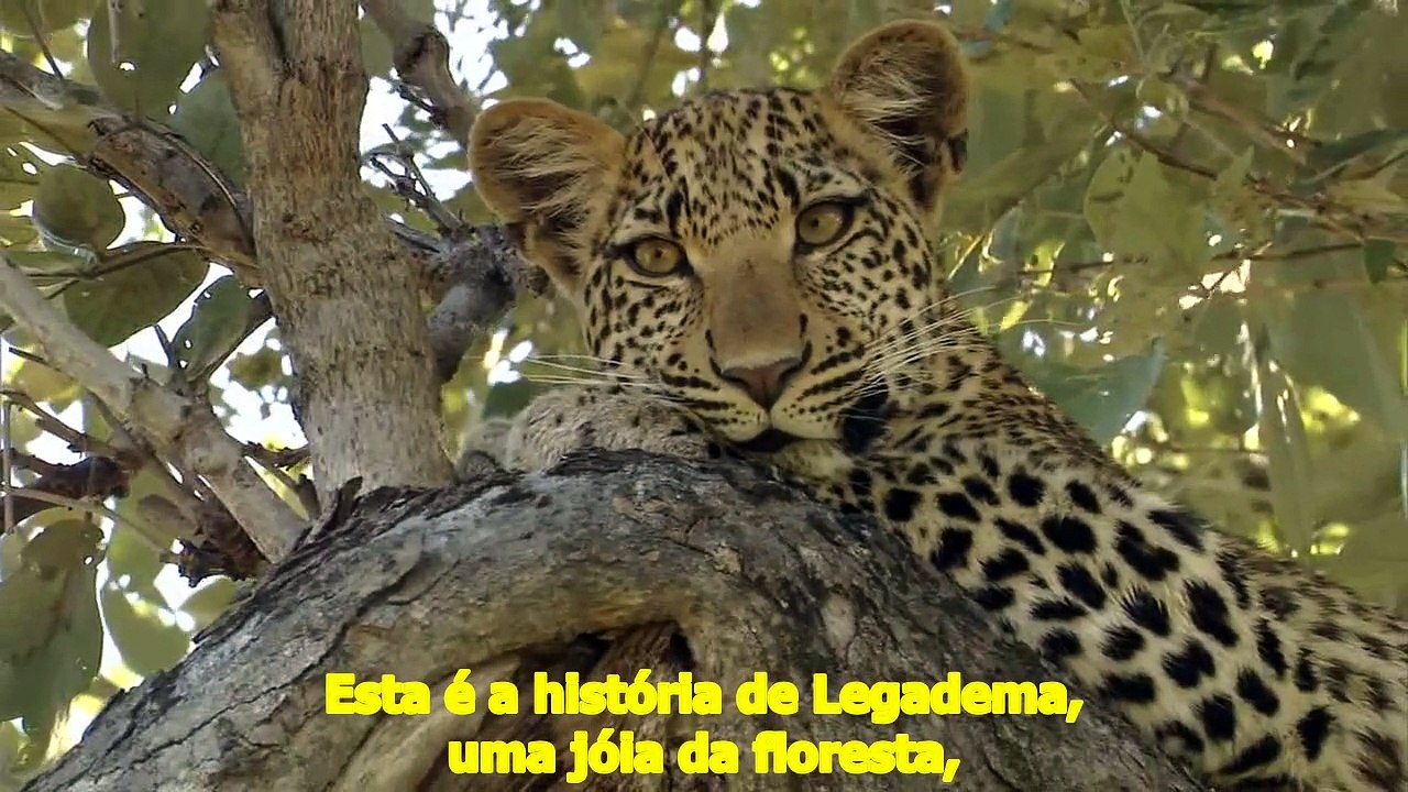 O Olhar do Leopardo PARTE 1