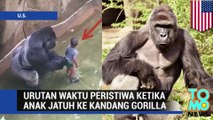 Urutan Waktu Peristiwa Ketika Anak Jatuh Ke Kandang Gorilla - Tomonews