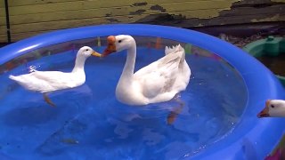 Pekin Duck And Chinese Goose In A Big Kiddie Pool