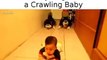 2 Husky dogs imitate a crawling baby