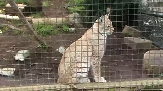 The Siberian Lynx