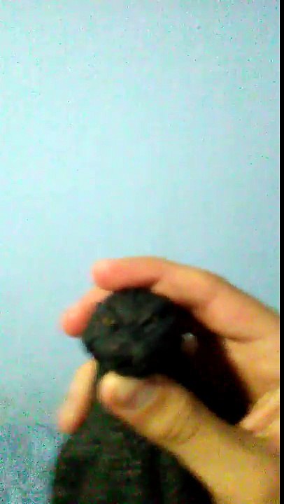 Godzilla jr sing