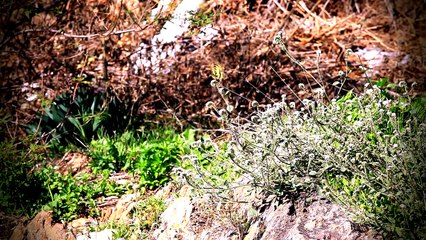 Tekin Karabey - Gelirken Biraz Erzurum Getir