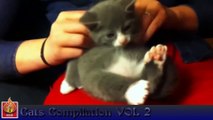 Awesome Cats Compilation - Funny Moments with Cats - Long version