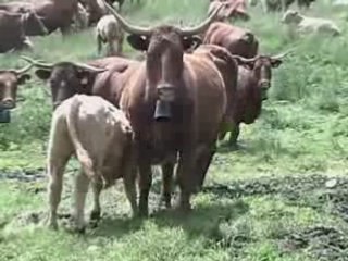 Le Lagat -L'Elancèze-Vacherie de Borie haute