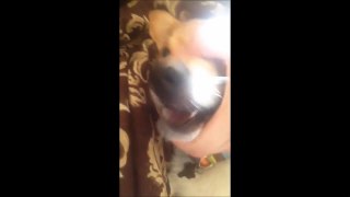 Ce Chien est à mourir de rire ! (Funny dog)