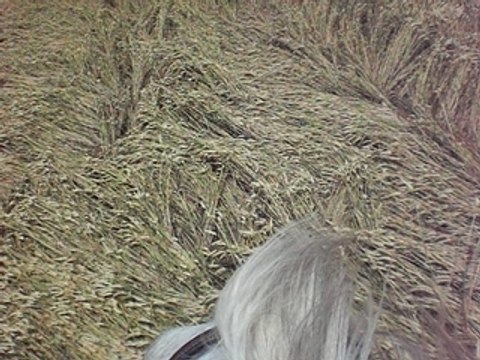 GALOP DANS LE CHAMPS DE BLE :D