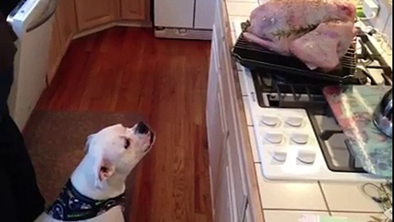 Animaux VS bouffe - compilation hilarante