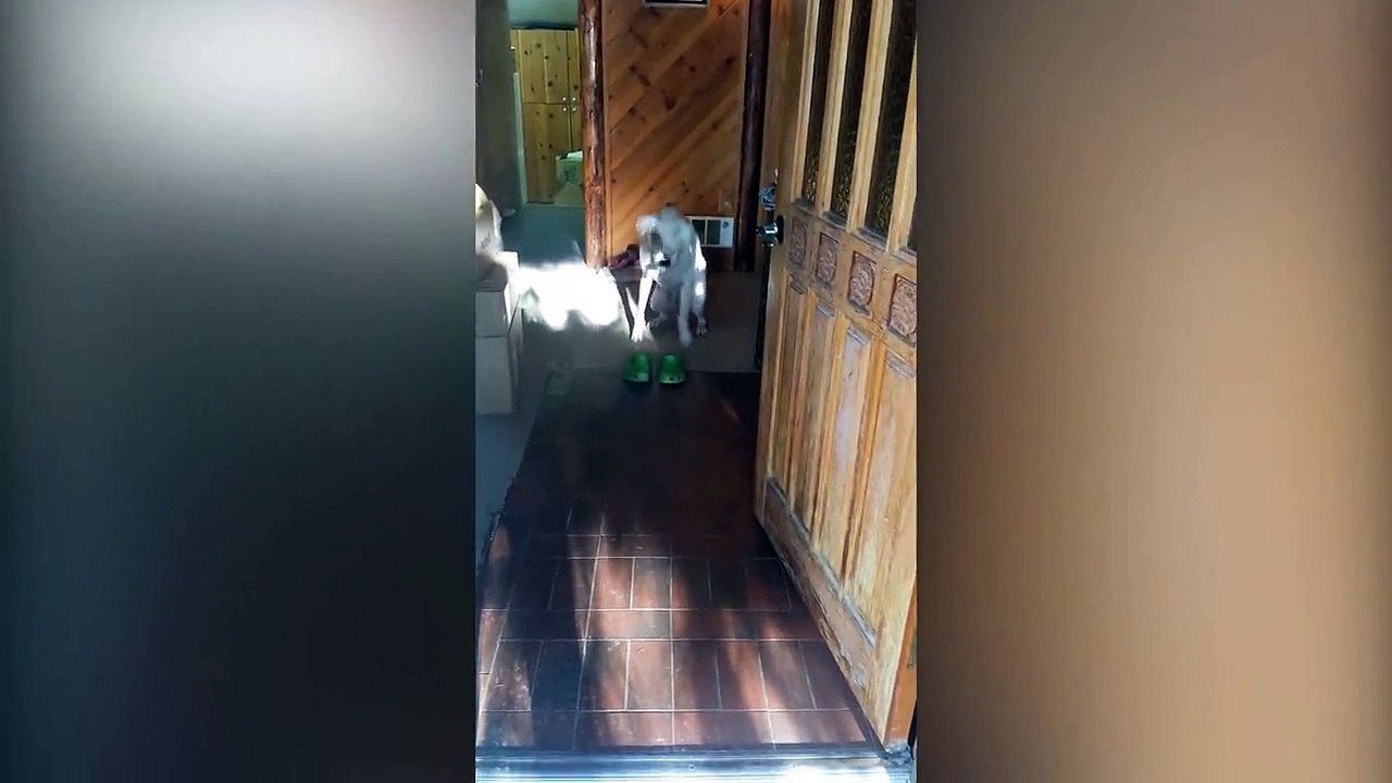 Ce chien met ses Crocs... Trop mignon