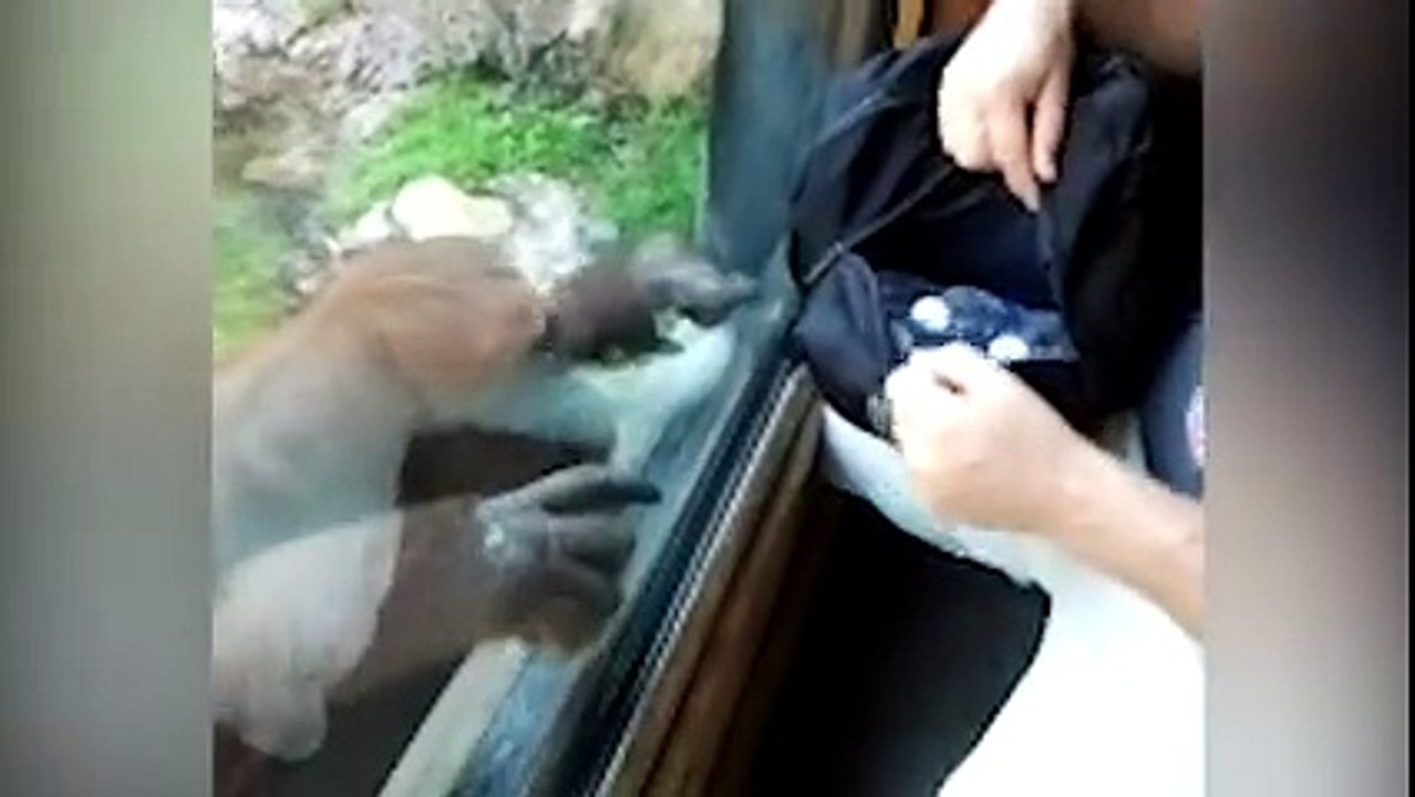 Un orang-outan curieux veut voir ce que cette femme a dans son sac