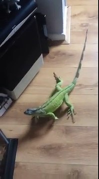 Cet iguane grimpe aux jambes comme aux arbres