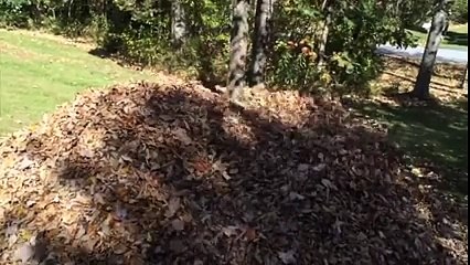 Une vie de chien - Dans la peau d'un labrador