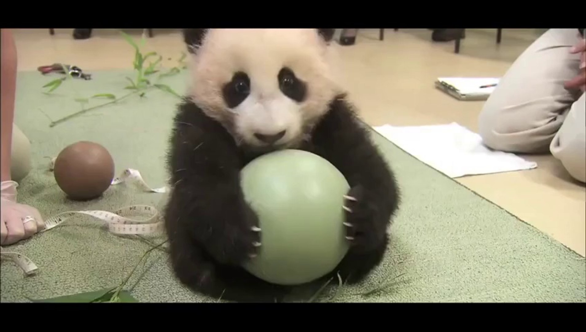 Ce Bebe Panda Ne Lache Pas Son Jouet Trop Mignon Video Dailymotion
