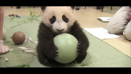 Download Video: Ce bébé Panda ne lache pas son jouet... Trop mignon