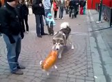 Un chien rencontre un chien gonflable