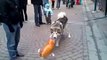 Un chien rencontre un chien gonflable