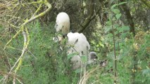 Coteaux de l'étang Pordic 3 juin 2016