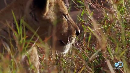 lion cubs playing with parents