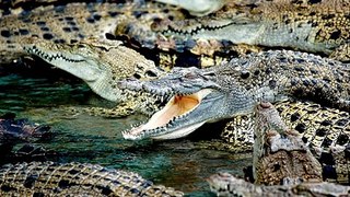 Unknown Crocodile 4