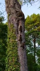 семейство енотов-полоскунов идет домой