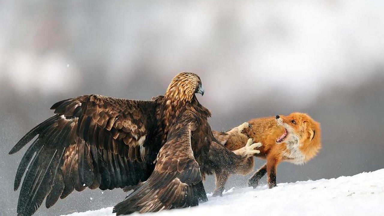 Top Ten Largest Eagles Around the World