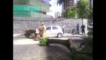[TV JORNAL] Chuva derruba árvores em Boa Viagem e na Encruzilhada