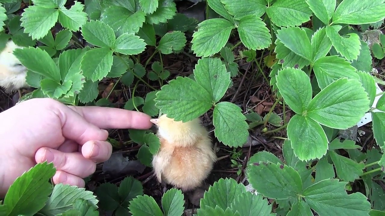 3 Minik Civciv : Turbo, Bıcır & Barbie - Hamur Abla Oyun Hamuru TV Vlog