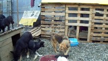 Camelia dogs