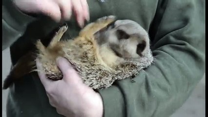 Ce suricate a une réaction trop mignonne quand on lui chatouille le ventre !