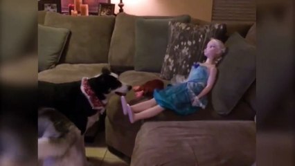 Девочка, поиграй со мной. Смешные приколы собаки