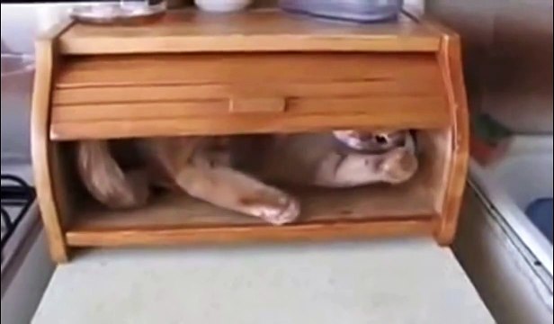 Котохлебница. Смешные приколы кошки