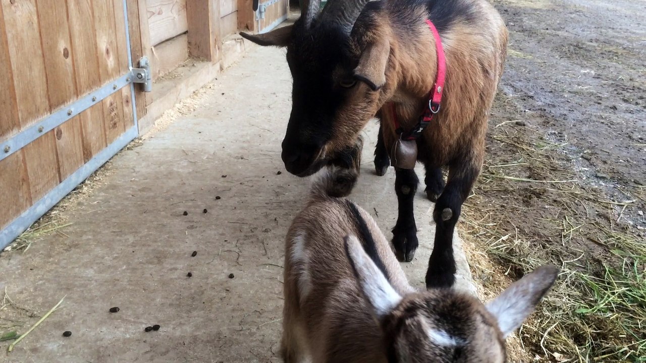 Mes biquets le retOur, 3 juin 16