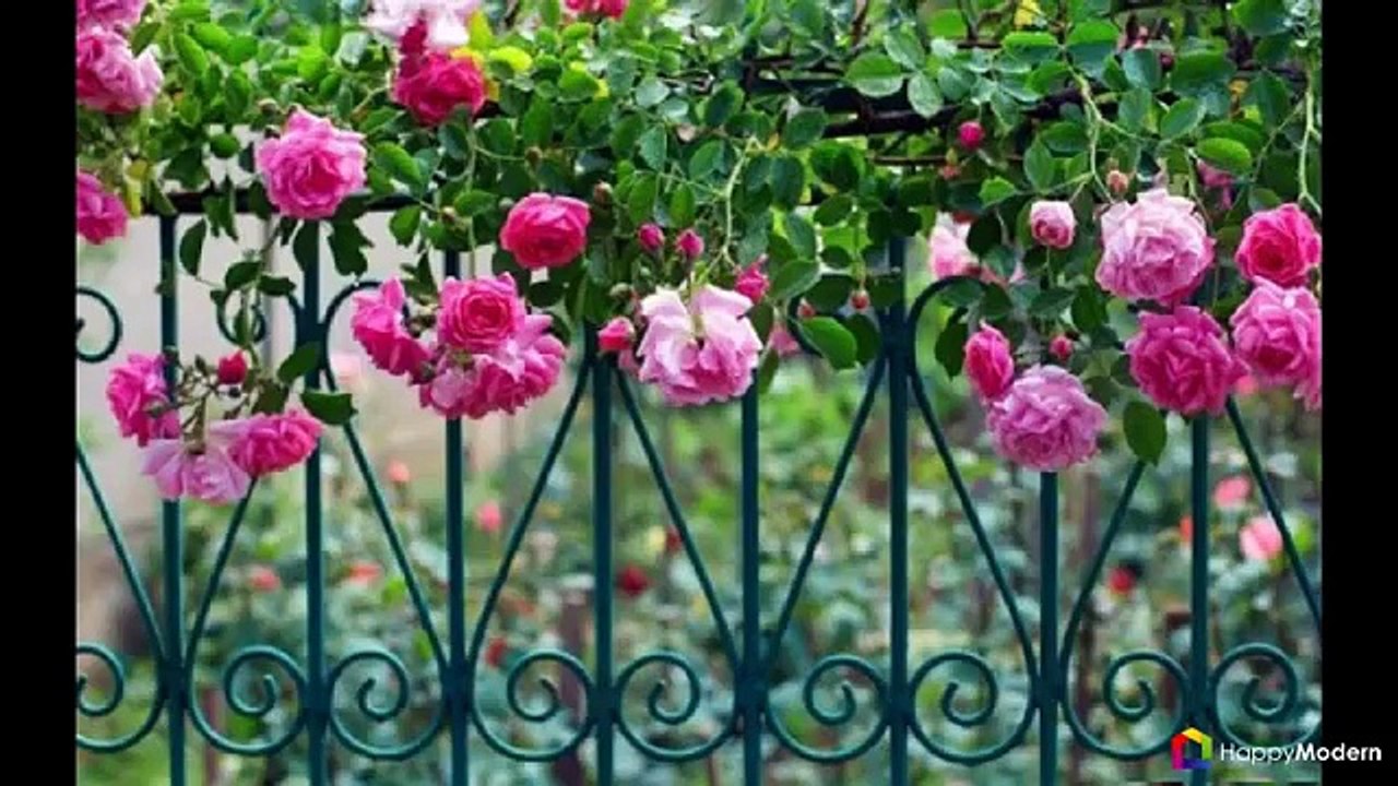 Вьющиеся розы (59 фото) уход за аристократической красавицей