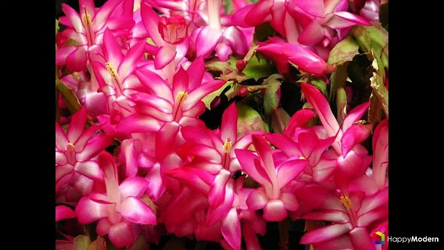 Декабрист (цветок) уход в домашних условиях