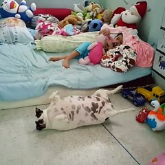 Жизнь удалась. Смешные приколы собаки