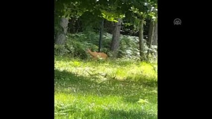 Polonezköy'de Yavru İkiz Karaca Sevinci