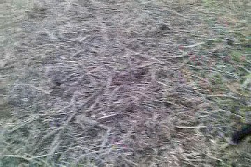 Looool !! When dogs play hahaha