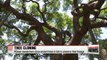 Korean researchers clone ancient trees in bid to preserve their lineage