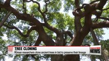 Korean researchers clone ancient trees in bid to preserve their lineage