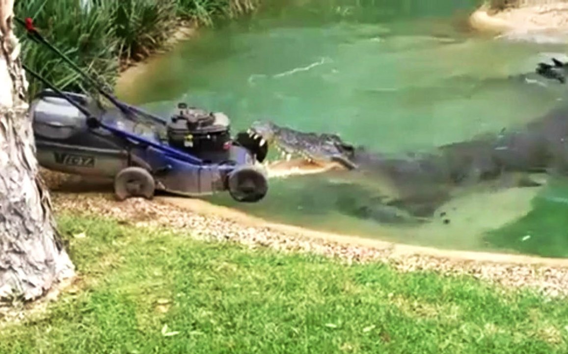 Timsah Çim Biçme Makinesini Isırdı